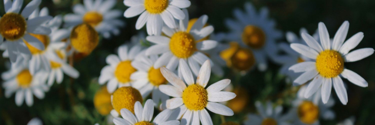 _lauramolano's profile banner image
