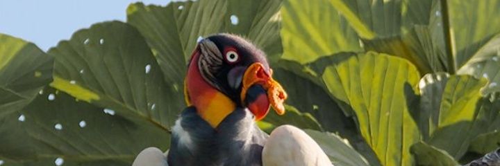 Sumercepelaez's profile banner image