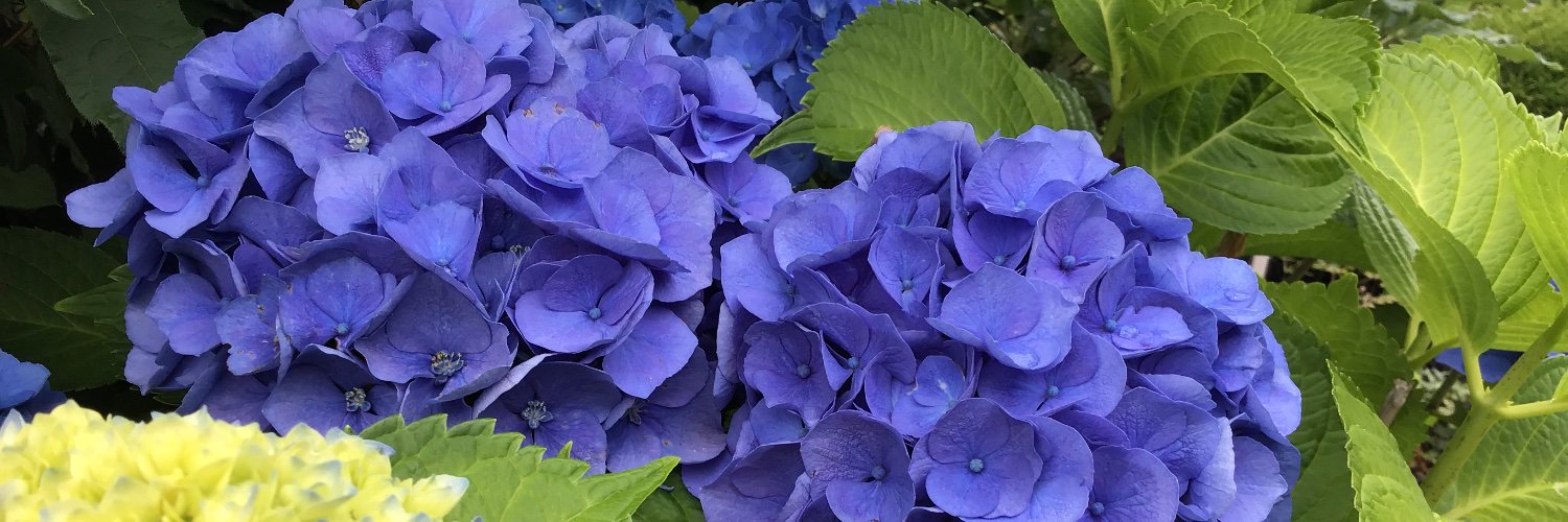 Laura_Craik's profile banner image
