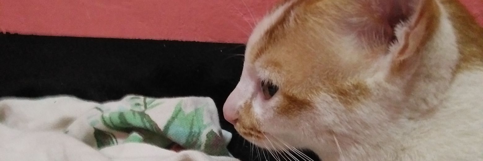 steevanyy's profile banner image