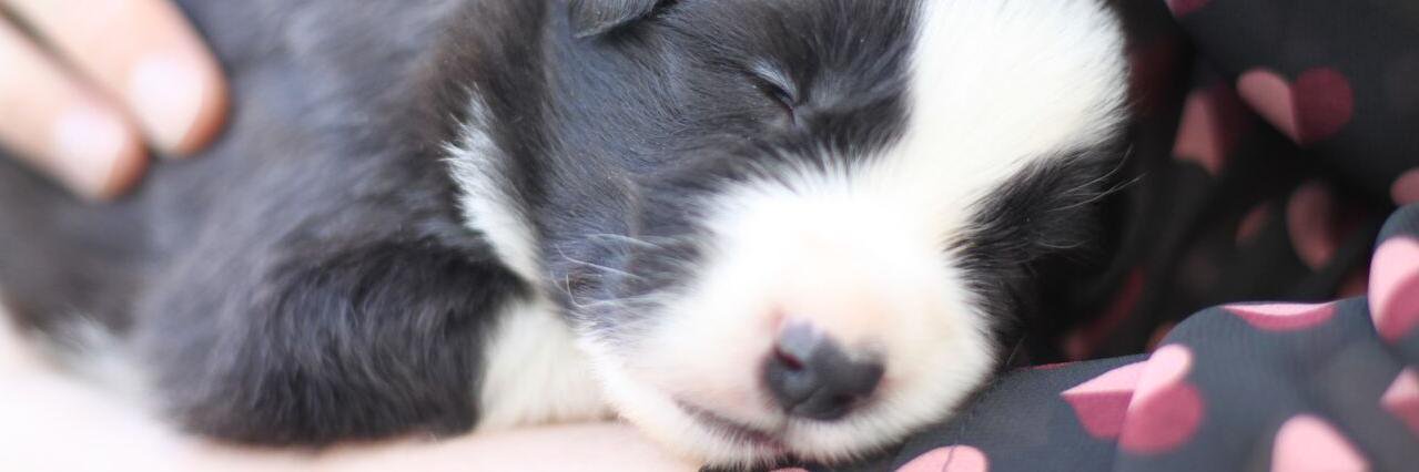 Rocky_Border's profile banner image