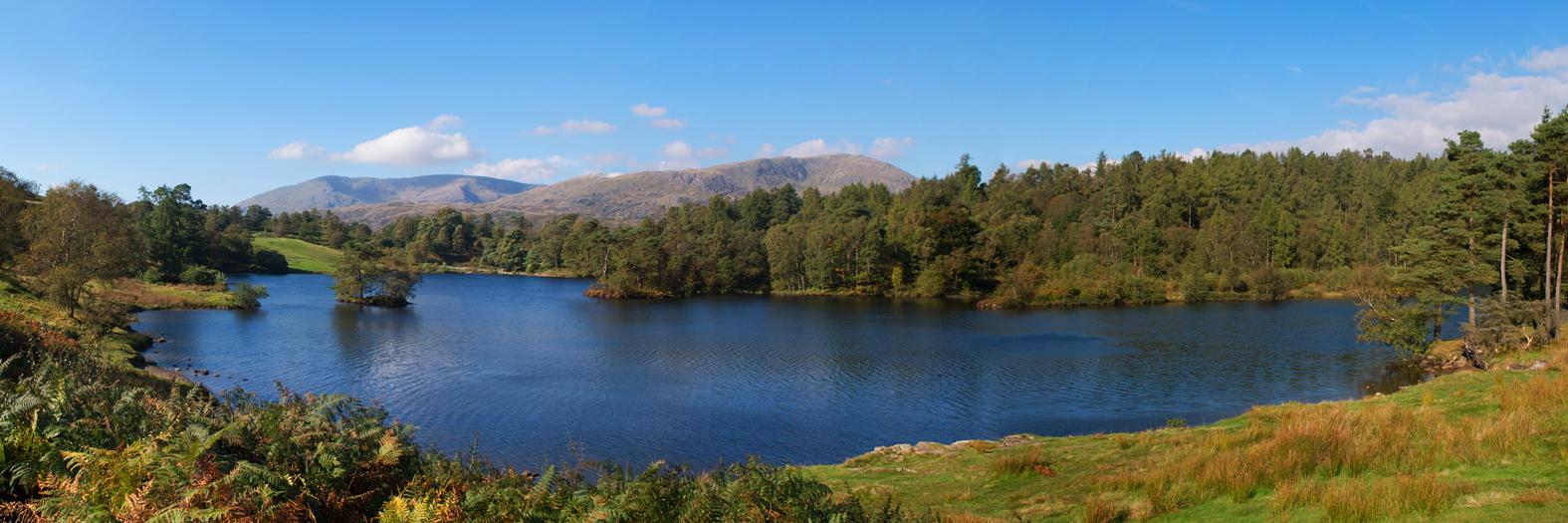 Sheenah Alcock banner
