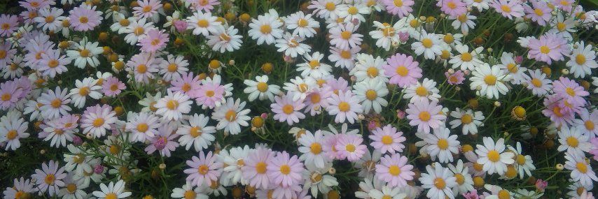 ru_miru's profile banner image