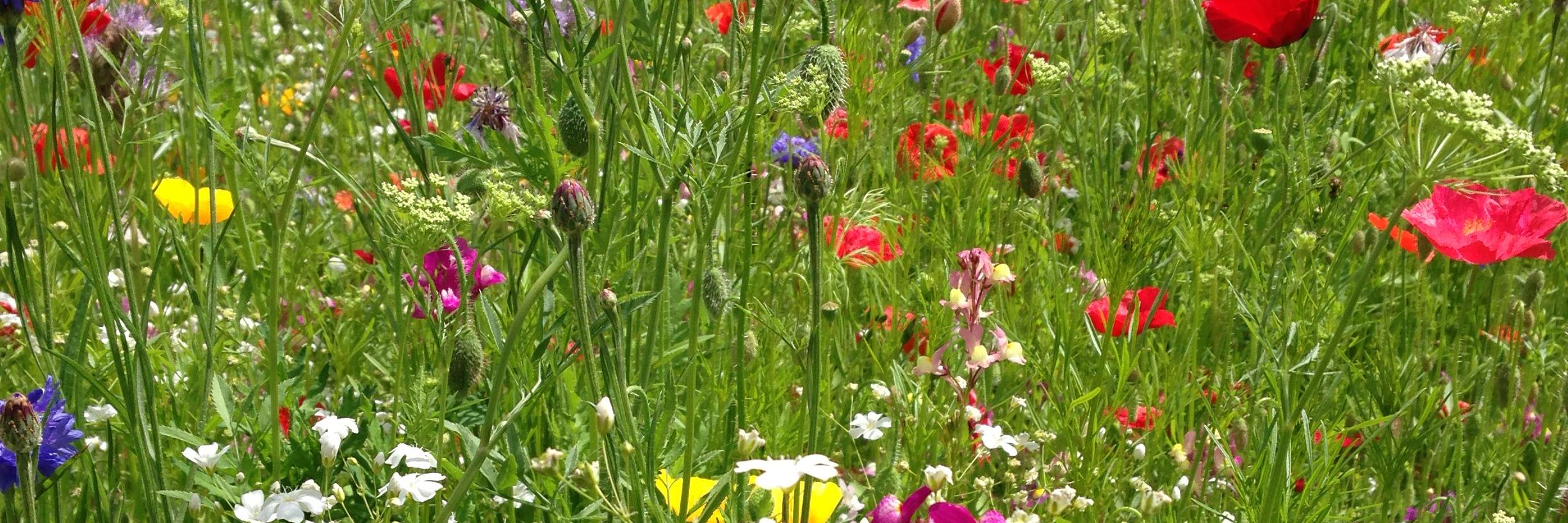 Helen Douglas banner