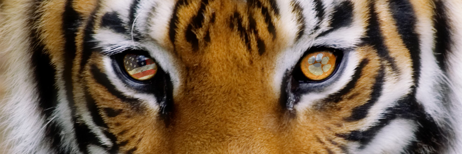 CoryStack's profile banner image