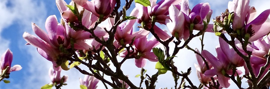 Charlotte Corder banner