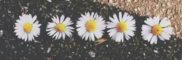 fabianaa_c's profile banner image