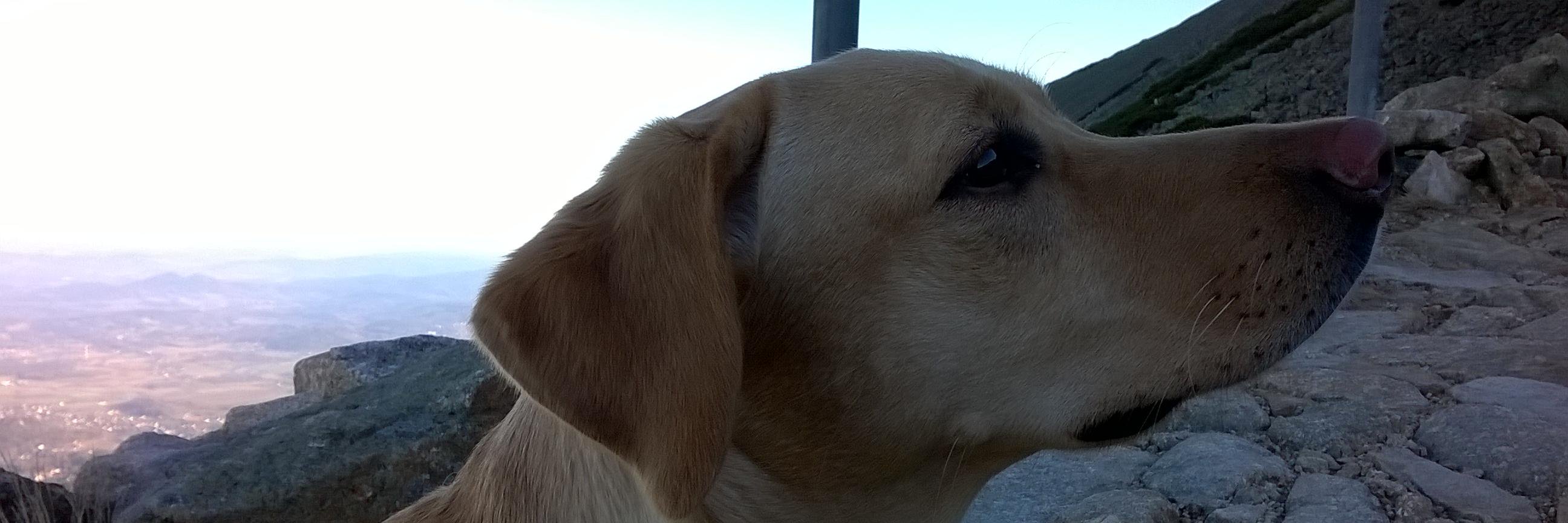 SunnyLabrador's profile banner image