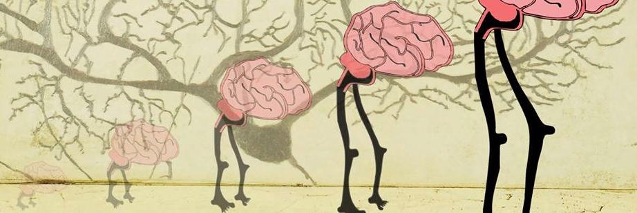 Brain Evolution News banner