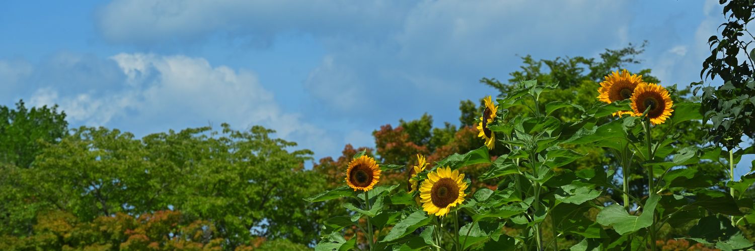 Osci_MAT's profile banner image