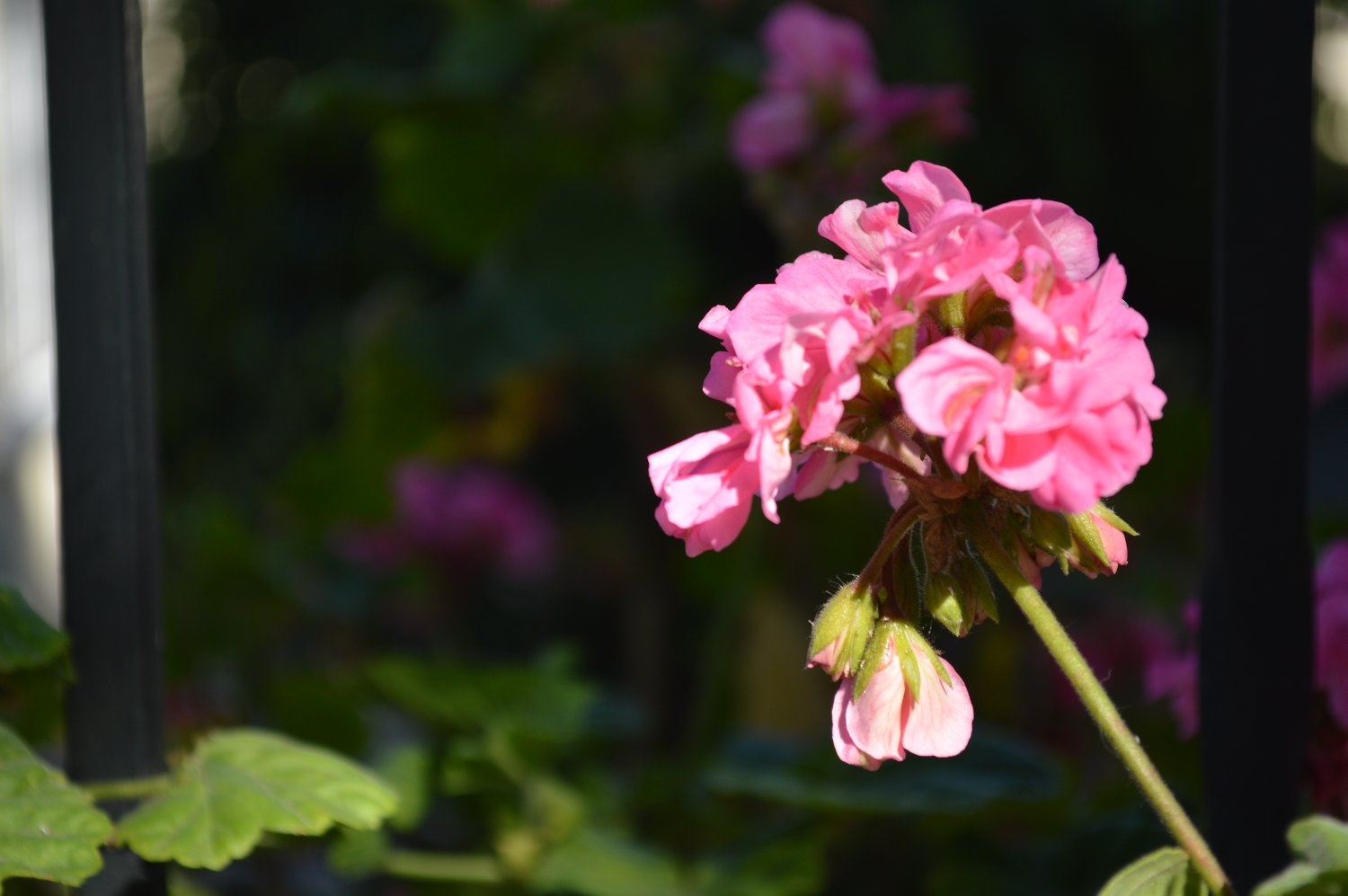 alisonpris's profile banner image