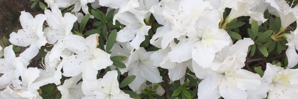 Melisalinass's profile banner image