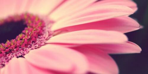 desvithaulia's profile banner image