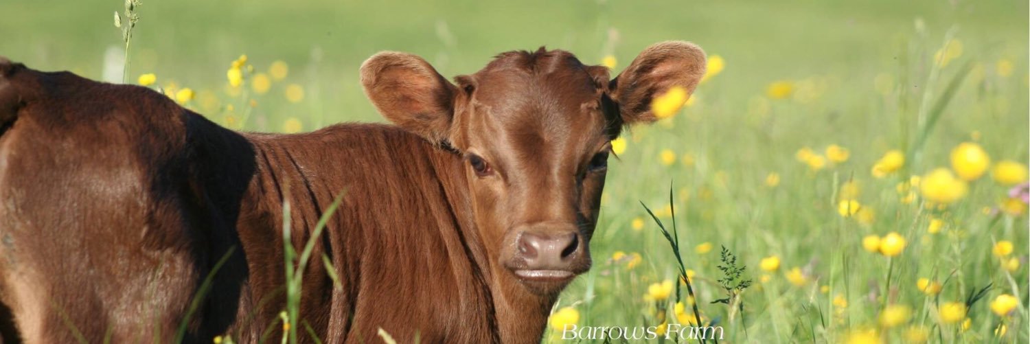 CNYFarmGirl's profile banner image