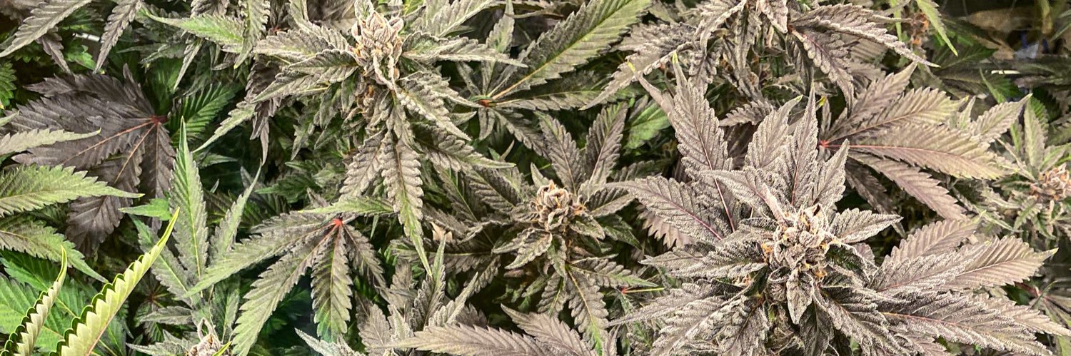 Marley561's profile banner image
