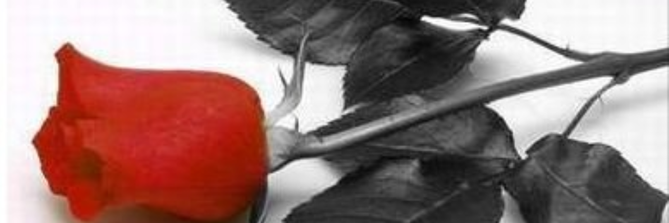davidvalino's profile banner image