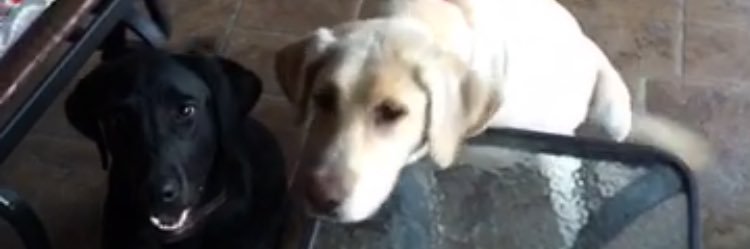 Tyler Hoffman banner