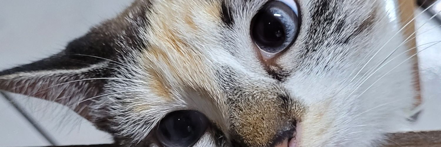 _Paulorr_'s profile banner image