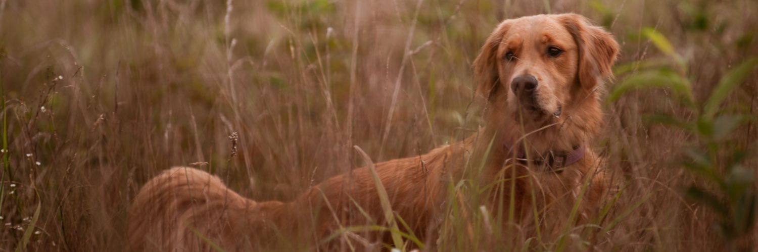 Mrs. Clarissa Nace banner