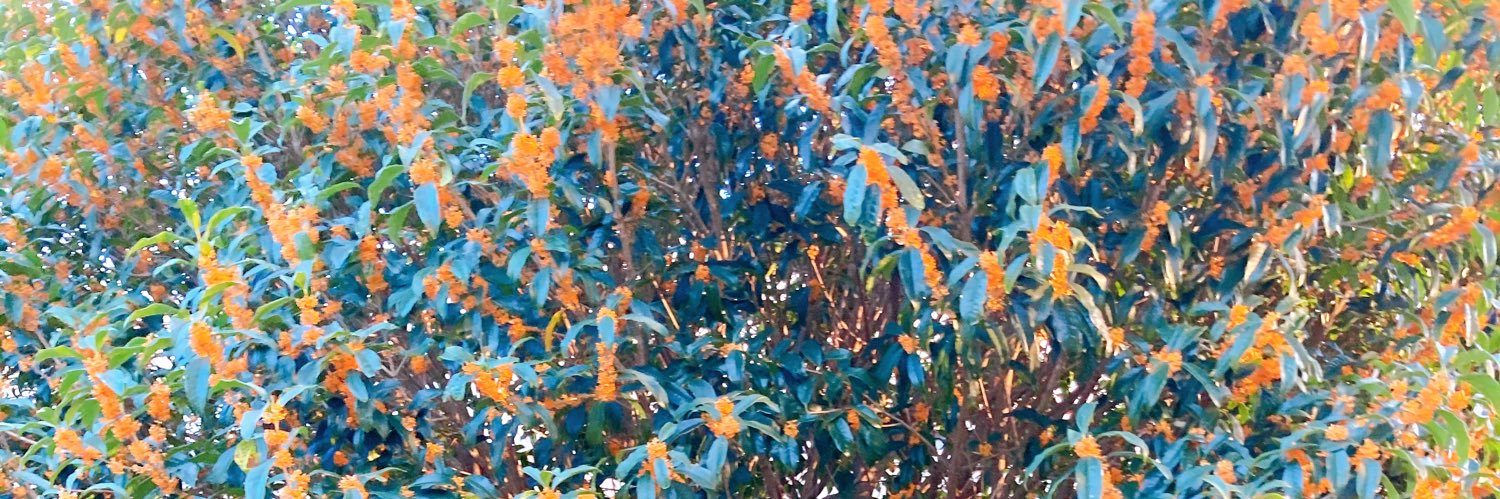 toke banner