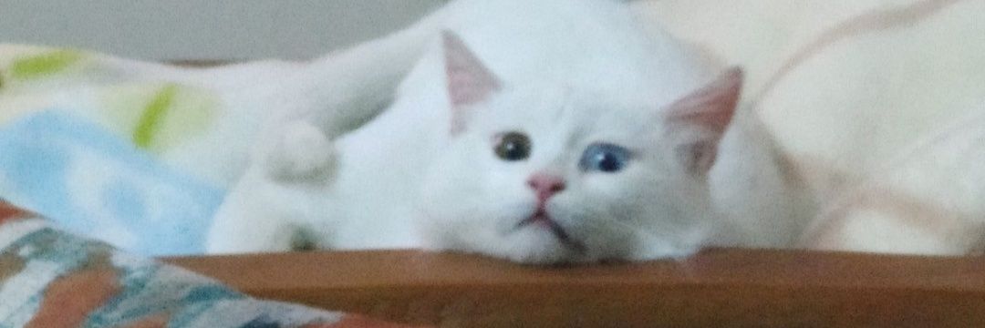 sifagok's profile banner image