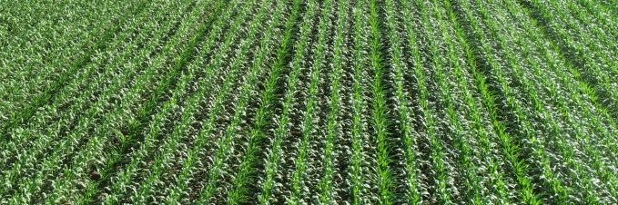 C & L Seed Production banner