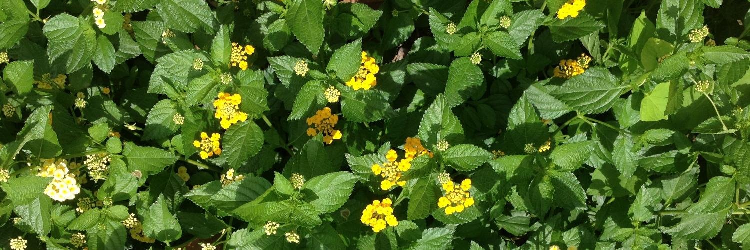 Dr. Sarah Maben, APR banner