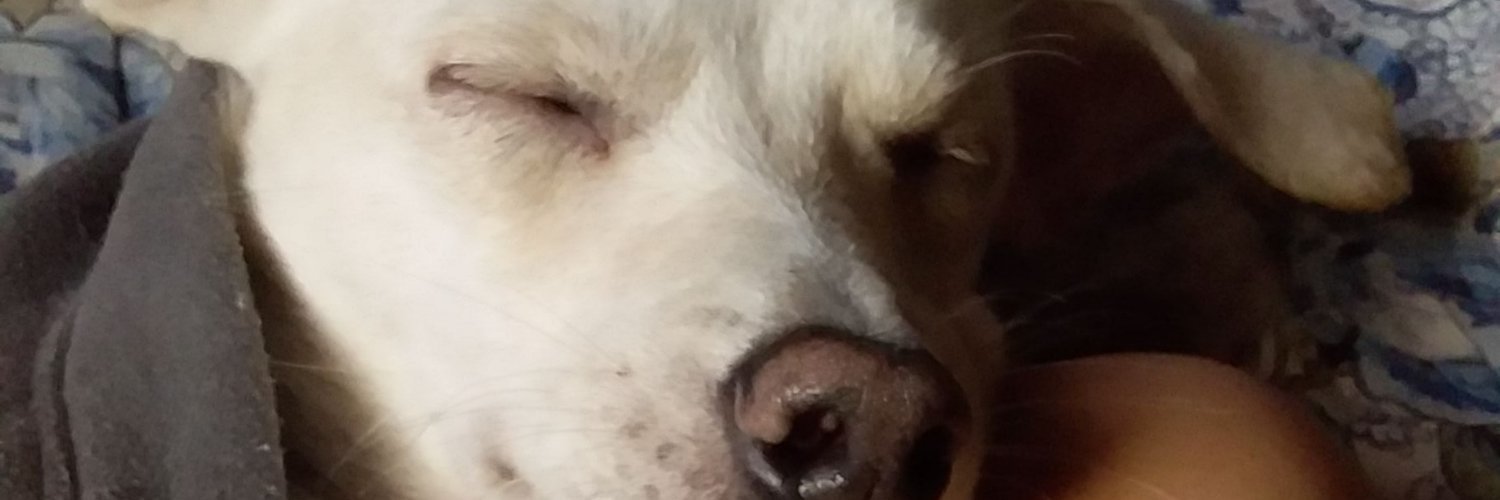 Sol_Trevisano's profile banner image