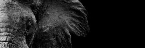 osliblanco's profile banner image
