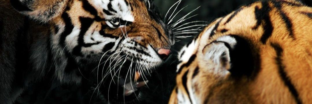 lauraarroyo97's profile banner image