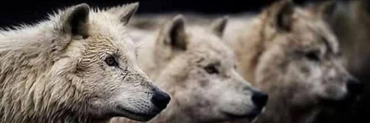 Fagbomedo's profile banner image