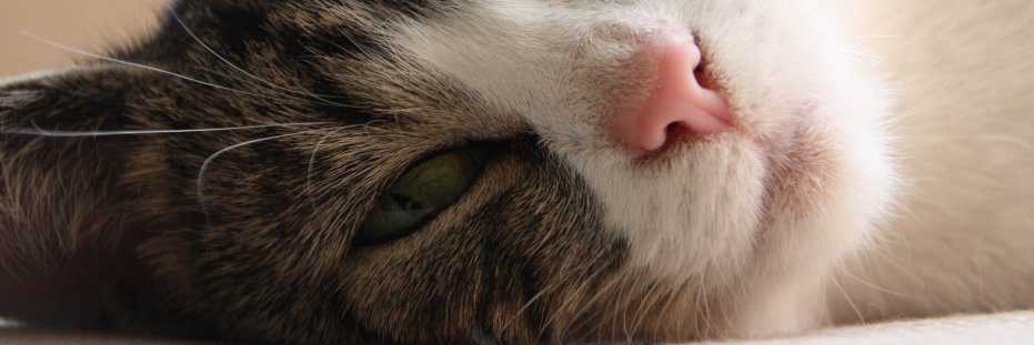 Sn4pydog's profile banner image
