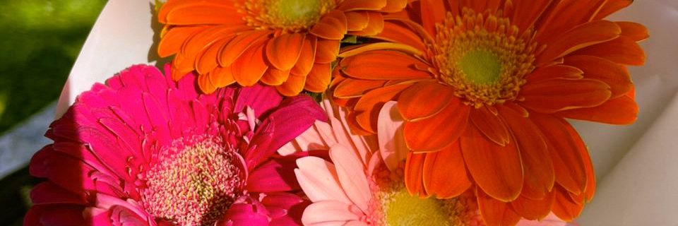 jesicachusgo's profile banner image