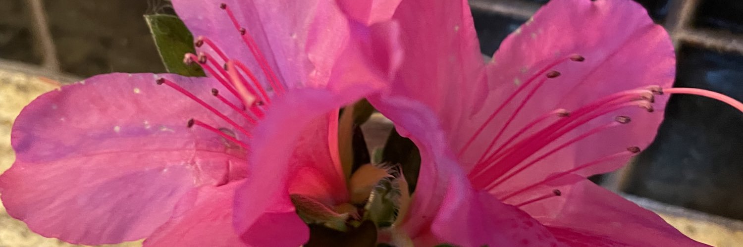 LaurieEver's profile banner image