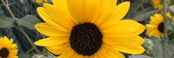 sunrise703 Profile Banner