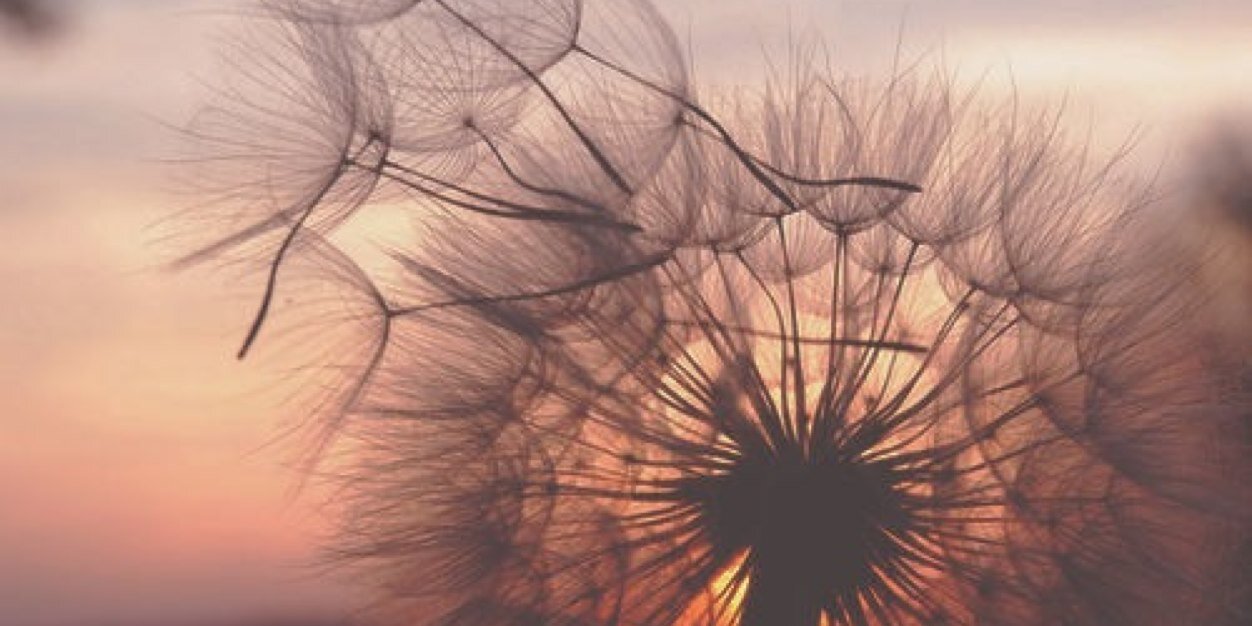 ZoeDugas's profile banner image