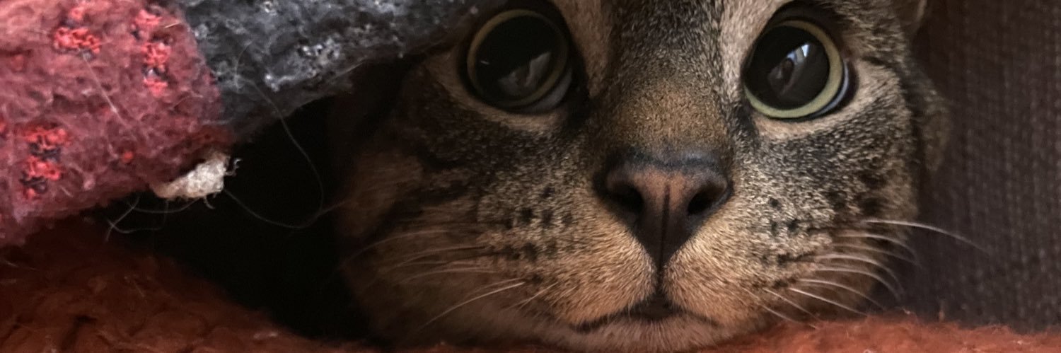 mirswanda's profile banner image