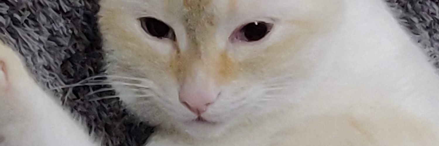 JulietHache's profile banner image