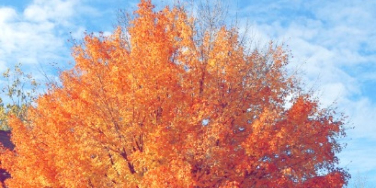 adawanderlust's profile banner image