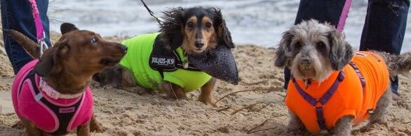 Amber, (RIP) Charlie (RIP) and Maisie (RIP) banner