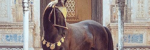 Razanabed's profile banner image