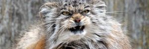ParowkaZ's profile banner image
