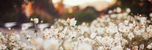 JadeMary10's profile banner image