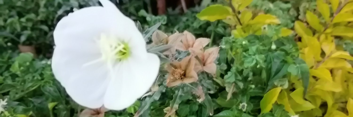 MRiBoh's profile banner image