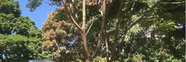 Beatriz_Soledad's profile banner image