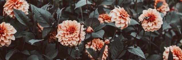 _LamiaJ's profile banner image