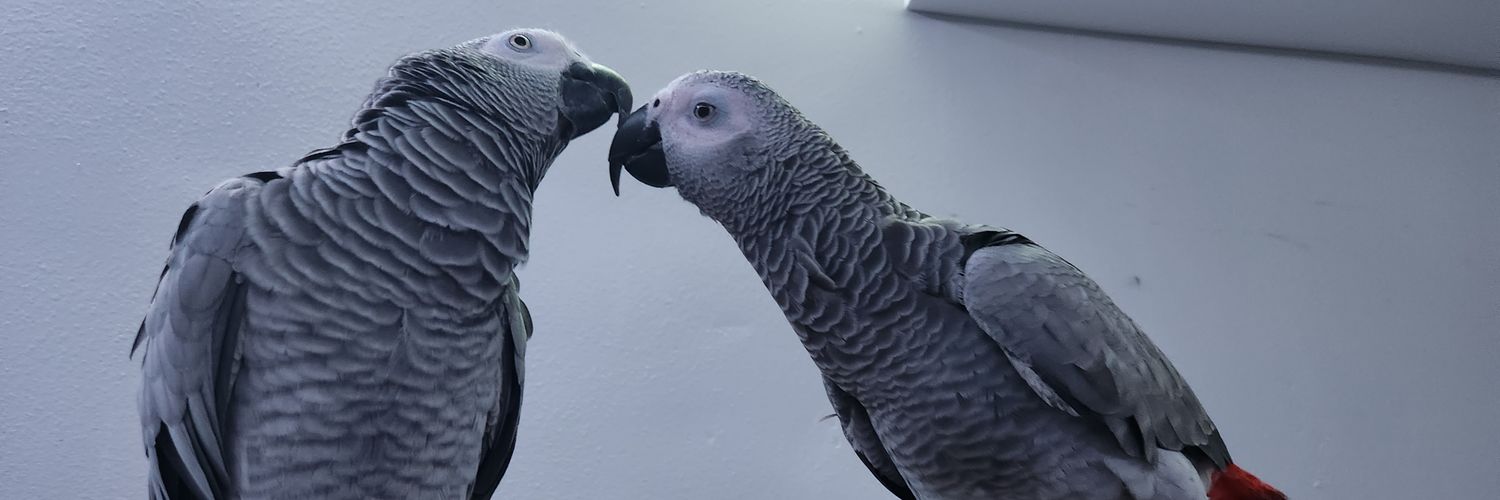 SrRelo's profile banner image