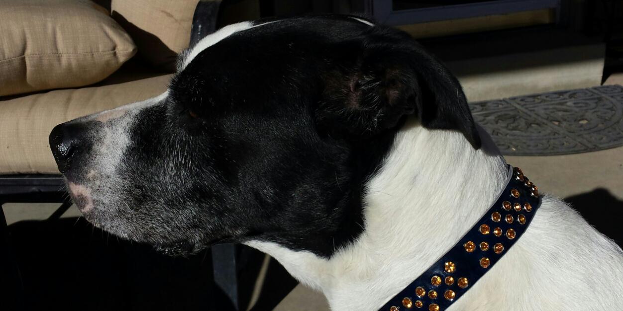 Push Ups n Paws banner