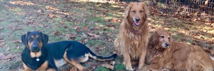 Muskokafraggle's profile banner image