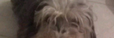 dnymlp's profile banner image